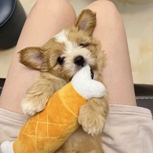狗狗毛绒玩具发声鸡腿磨牙不耐咬解闷神器小泰迪比熊柴犬宠物用品