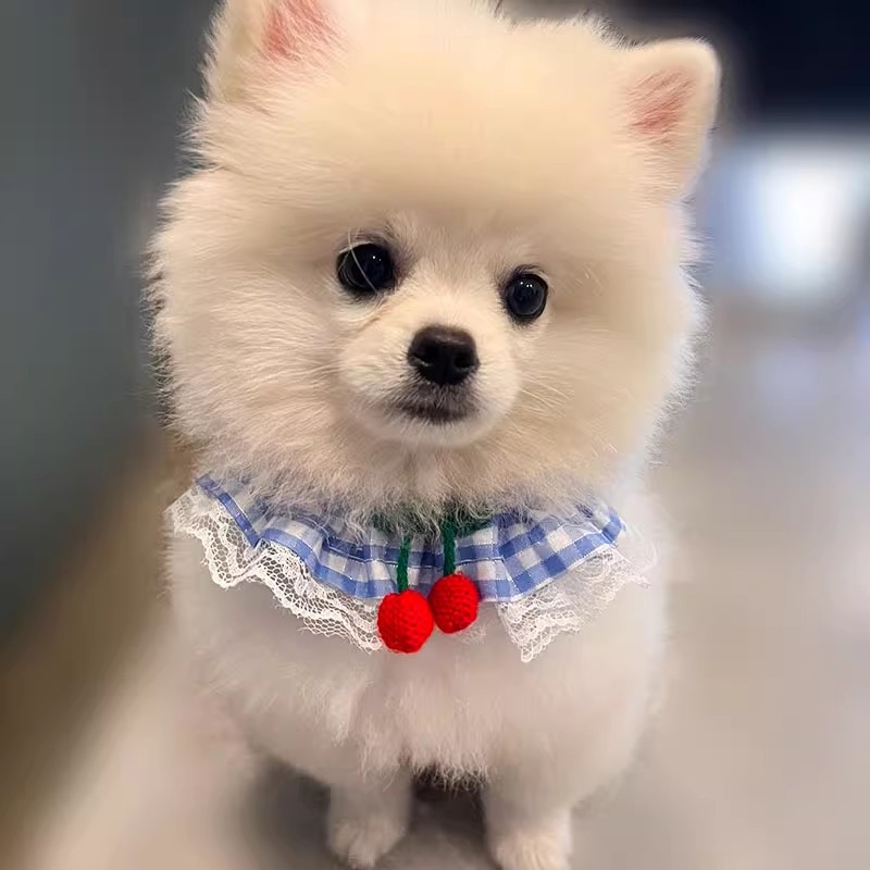 狗狗牵引绳胸背带防挣脱背心式