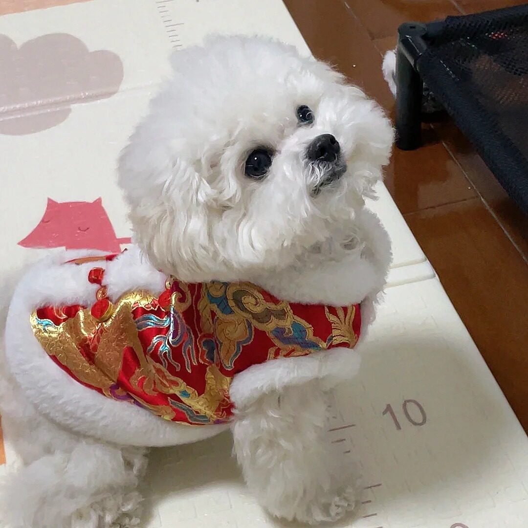新年冬季保暖棉袄猫咪喜庆龙袍