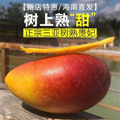 海南树上熟贵妃芒果三亚采摘自然树熟红金龙新鲜现摘水果5斤顺丰