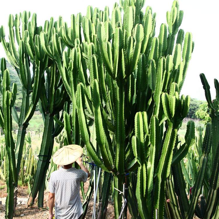 福建漳州沙漠热带植物 大型主景仙人掌大戟阁 公园造景设计