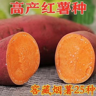 高产红薯种蜜薯糖心种红薯烟薯25号番薯紫薯种新品种红心地瓜种子