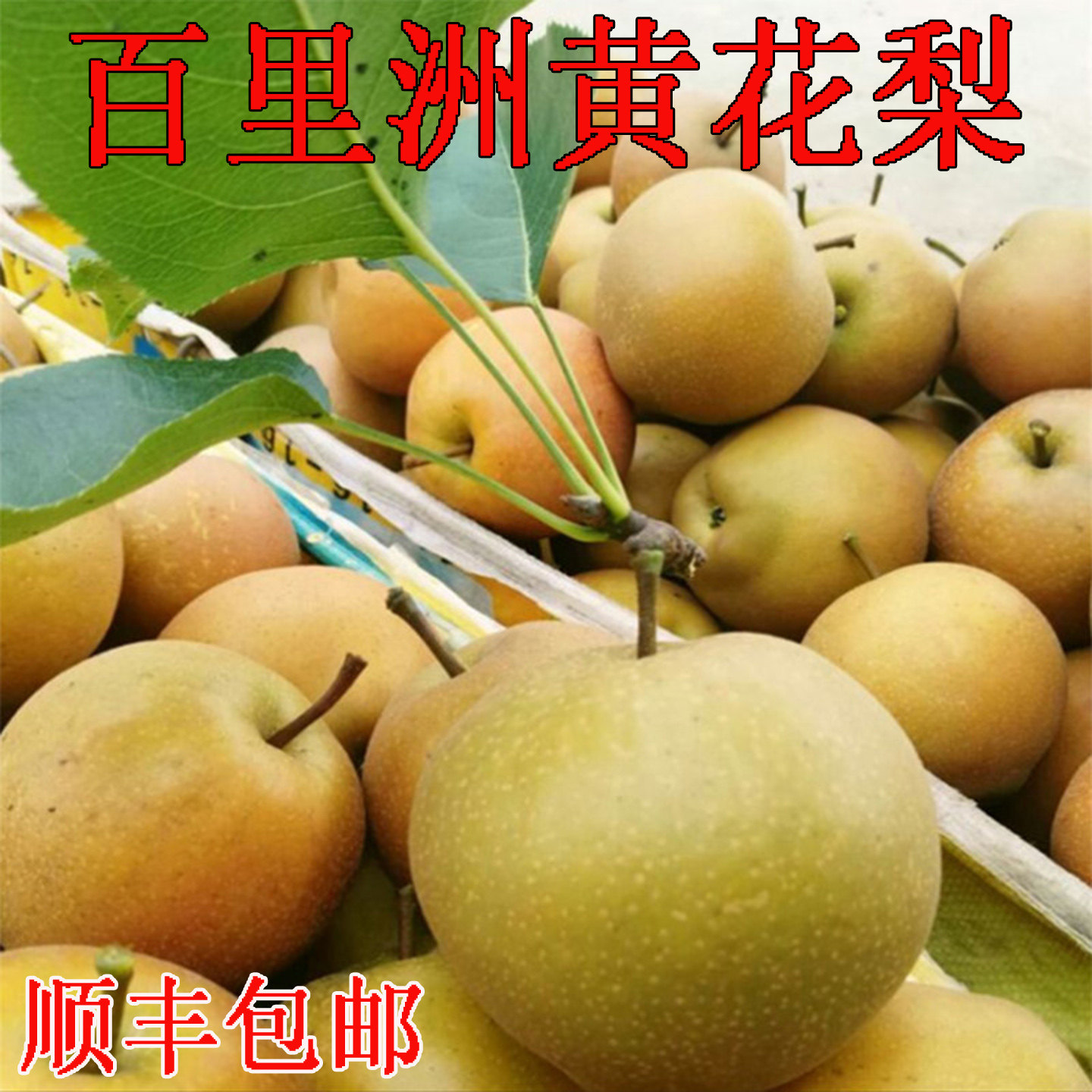 黄花梨水果百里洲砂梨翠冠梨