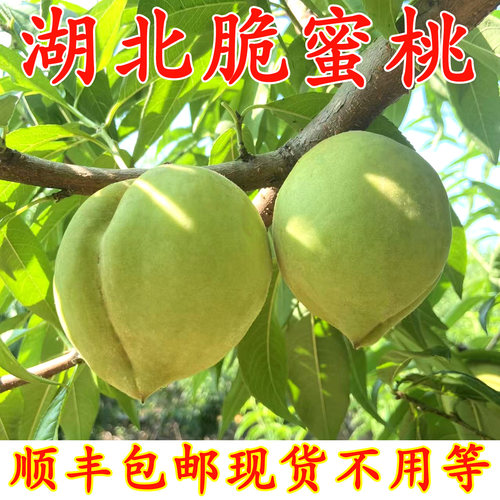 中华脆蜜桃青桃硬质桃子新鲜水果