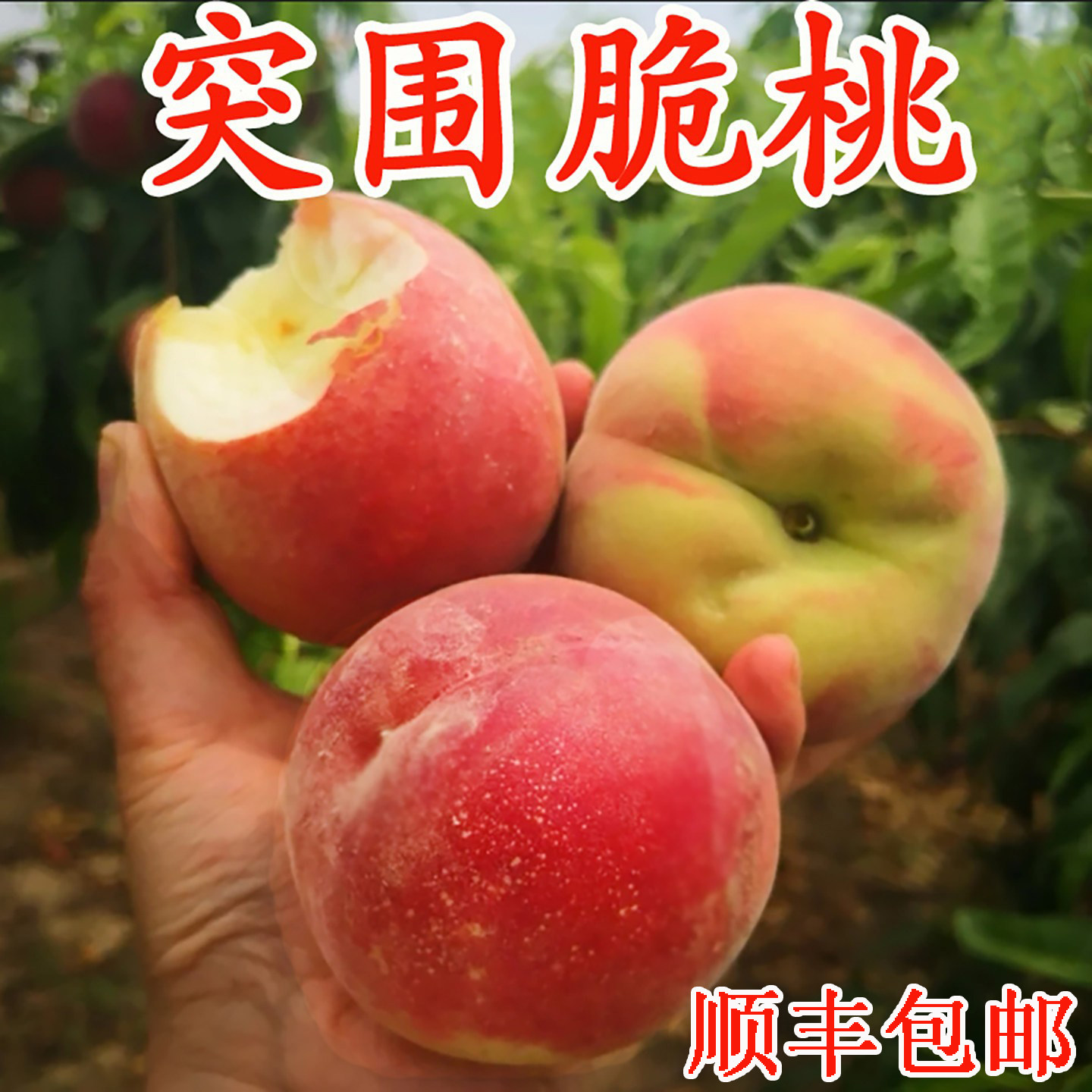 脆桃新鲜水果桃子水蜜桃现摘鲜果5斤当季毛桃湖北红心脆甜突围桃