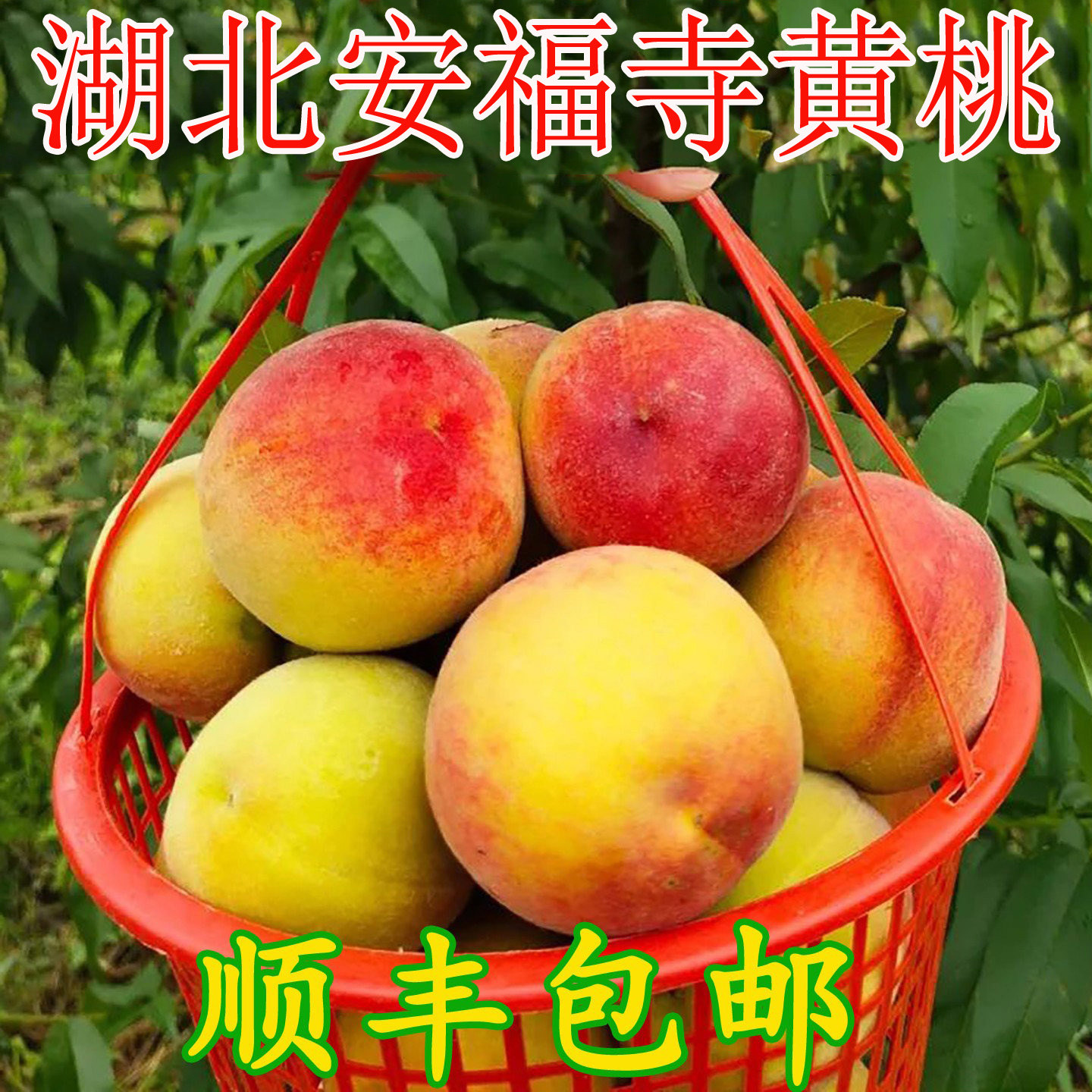 黄桃新鲜水果脆甜现摘整箱湖北当季应季脆桃黄肉桃子鲜果毛桃大果