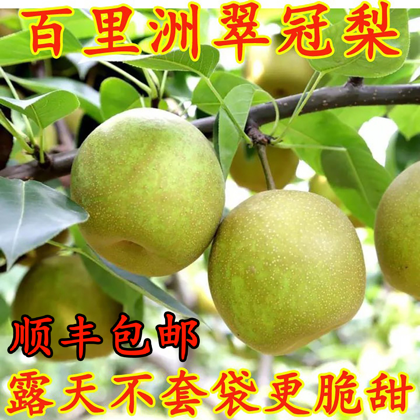 百里洲砂梨黄花梨水果当季新鲜翠玉梨子正宗湖北翠冠梨沙梨苹果梨