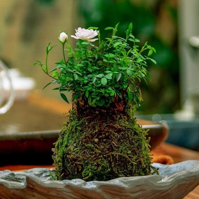 姬月季蔷薇四季开花苔藓球盆栽苔玉微盆景微型日本迷你花卉植物