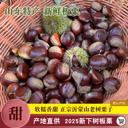 2025新鲜板栗沂蒙山老树生栗子当季农家黄心油板栗现摘山东栗子