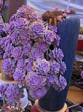 多肉植物老桩新手盆栽紫乐室内阳台好养庭院露养超大肉肉紫色花卉