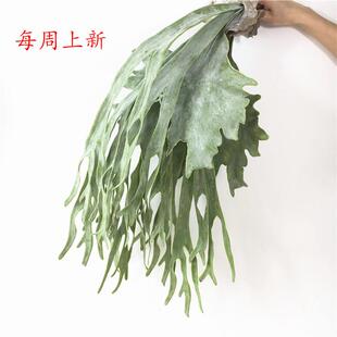 直销仿真植物蕨类人造花假草壁挂墙面装饰家居绿植仿真鹿角