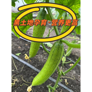黑龙江农家小园自种黄瓜旱黄瓜老式黄瓜现摘现发产地直发一斤包邮