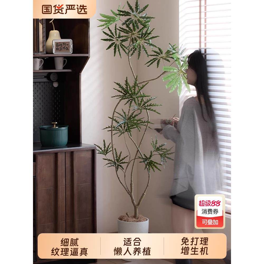 森空间彷真室内孔雀木新中式盆栽植物中古装饰覆古风落地假树摆件