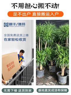 龙血树大型植物 室内盆栽卧室客厅办公室除甲醛多头老桩网红植物