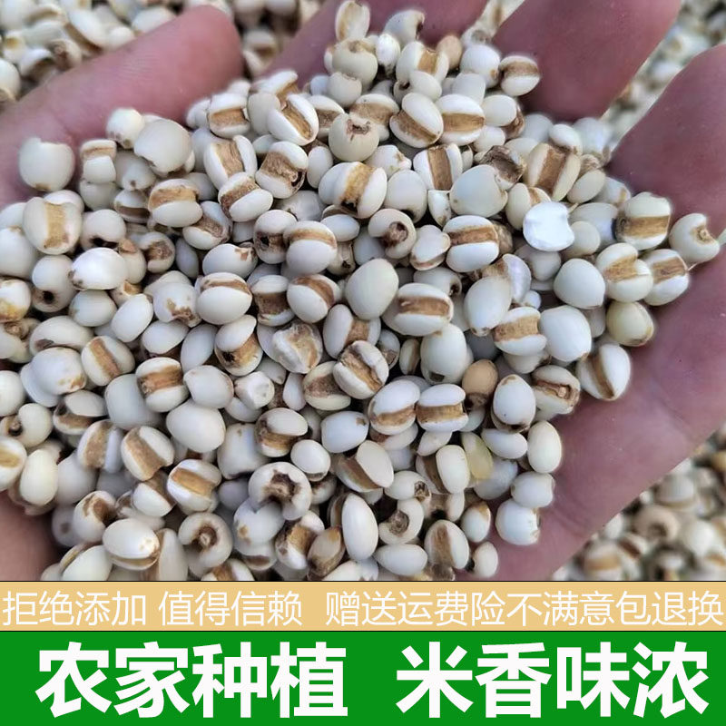 农家自产薏仁米老品种散装新货优质去壳薏米仁五谷杂粮500g小薏米
