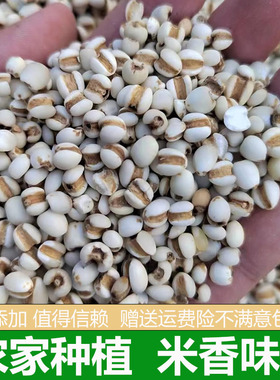 农家自产薏仁米老品种散装新货优质去壳薏米仁五谷杂粮500g小薏米