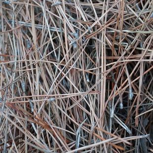 云南细松针叶纯天然风干落叶松针松树叶养花养龟垫材鸽子絮窝草