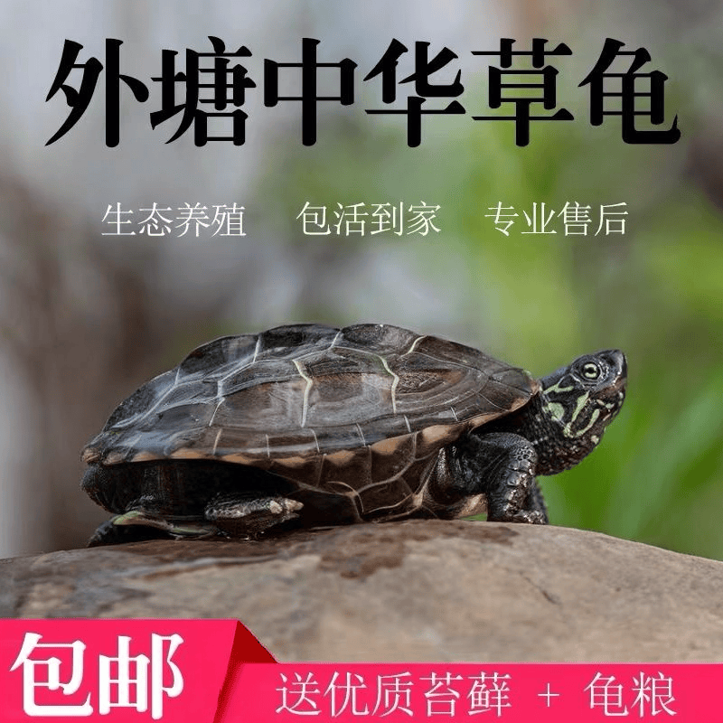 中华草龟小乌龟活物外塘长寿龟宠物龟金线龟家养墨龟活的小乌龟