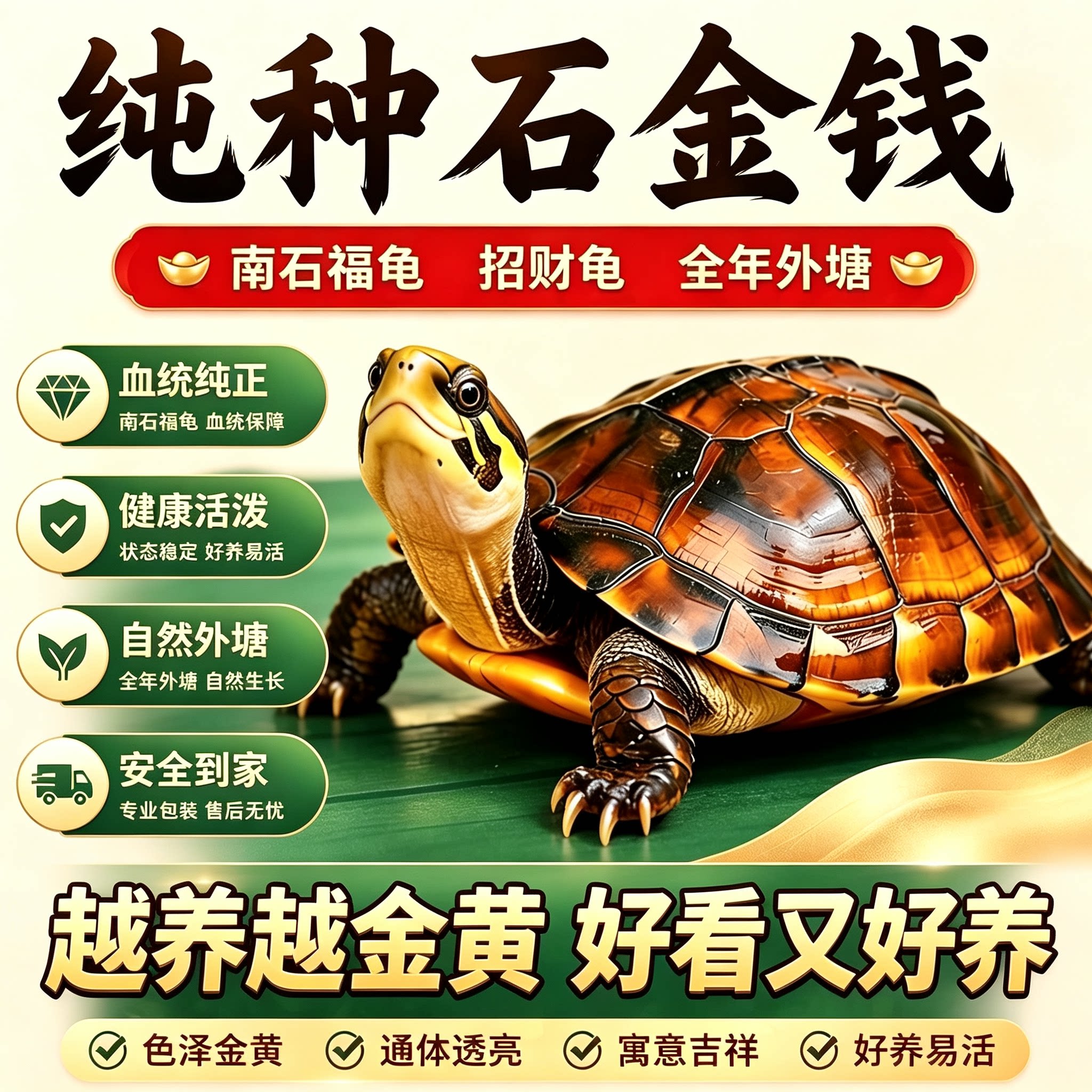 纯正石金钱龟招财宠物小乌龟活体小青鬼苗黄金龟苗纯正海南三线宠