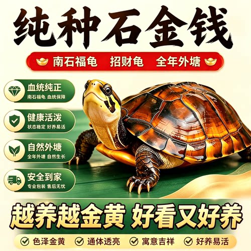 【好运乌龟】纯正石金钱龟