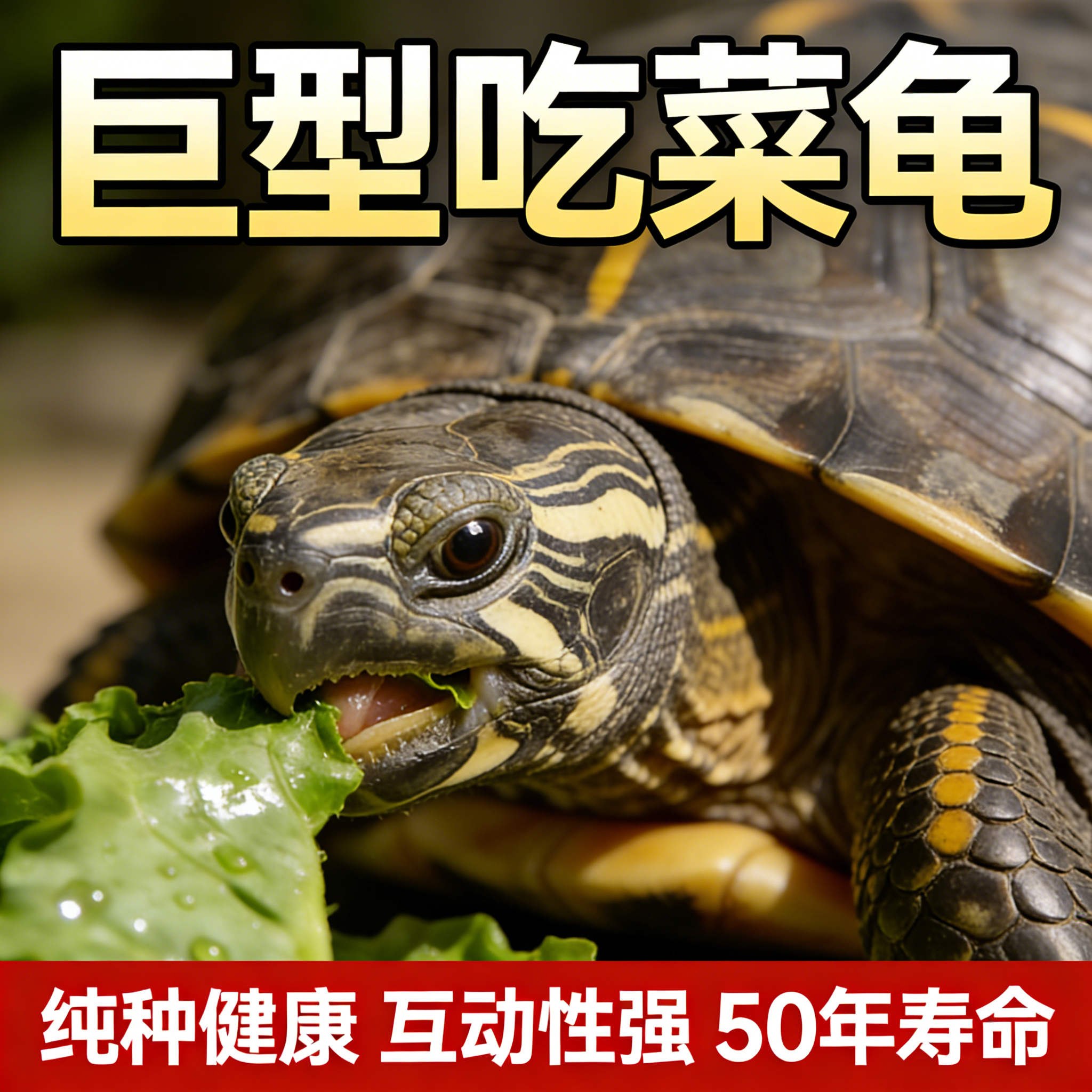 纯种中华花杂草龟家养一对情侣乌龟公一母宠物观赏金线长寿便宜