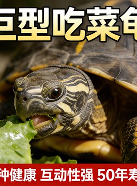 纯种中华花杂草龟家养一对情侣乌龟公一母宠物观赏金线长寿便宜