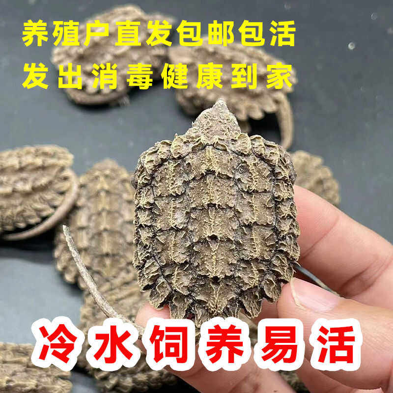 鳄龟爆刺幼苗宠物小龟