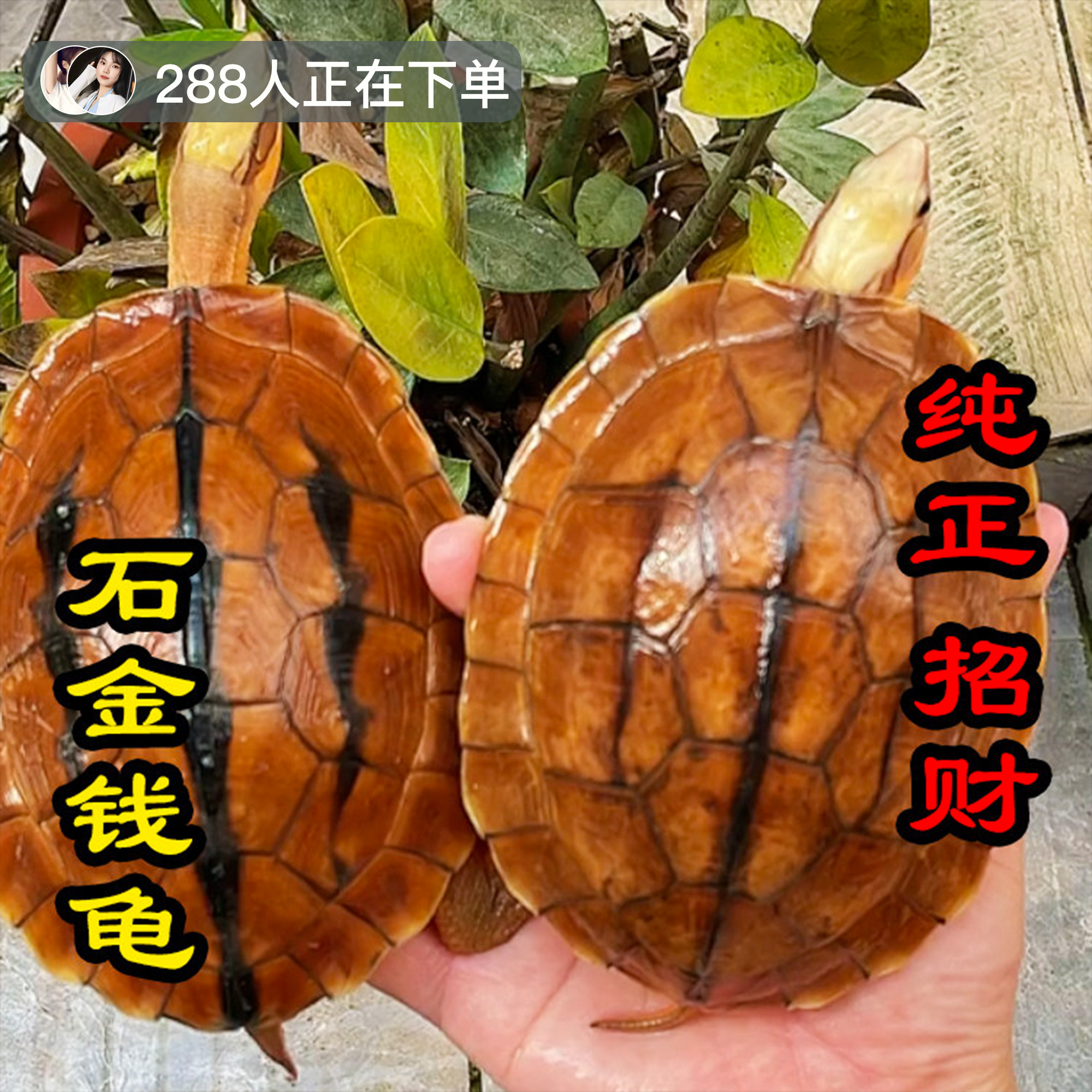纯正石金钱龟招财宠物小乌龟活体小青鬼苗黄金龟苗纯正海南三线宠