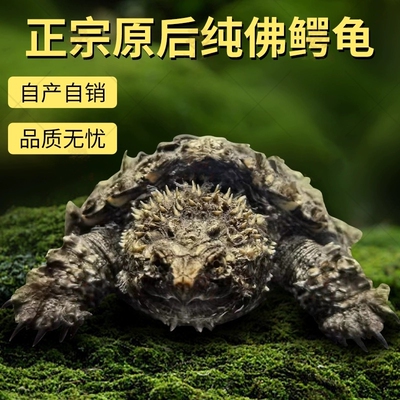 纯种野后爆刺佛鳄龟活泼健康凶猛