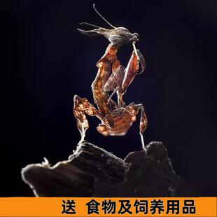 幽灵螳螂帅气活体宠物学生办公室容易养活爬虫