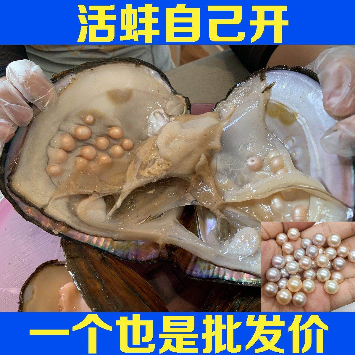 鲜活河蚌自开珍珠现货观赏爱迪生多珠蚌活蚌淡水自取天然珍珠活体