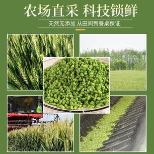 2024新鲜青麦仁麦粒麦穗碾转青麦子青小麦嫩麦杂粮绿麦仁青稞1斤