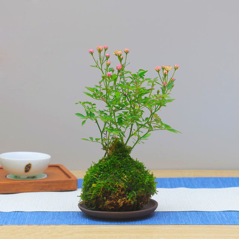 热销带花苞迷你超微型月季玫瑰四季开花水培姬月季苔藓球阳台桌面