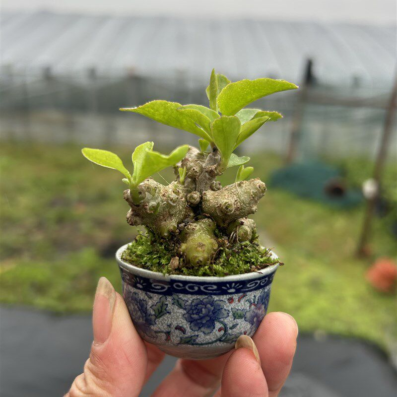 热销花卉绿植藤三七盆景办公室盆栽茶桌摆件创意山野草清新空气掌