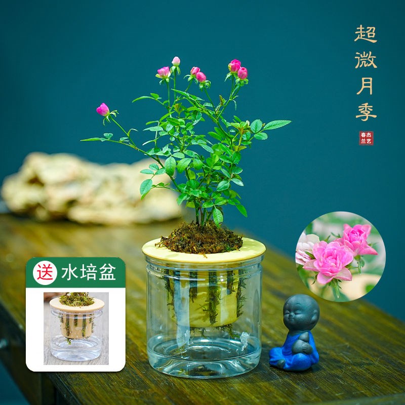 热销带花苞水培超微月季开花迷你桌面摆盆栽净化空气四季室内外阳