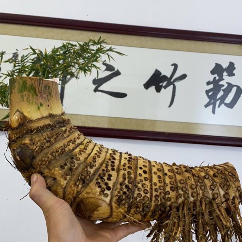 佛肚竹老桩簕竹乐竹红竹佛肚室内外勒竹子花园庭院绿植耐寒竹头