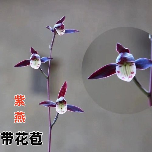 带花苞细叶寒兰大全开花浓香型