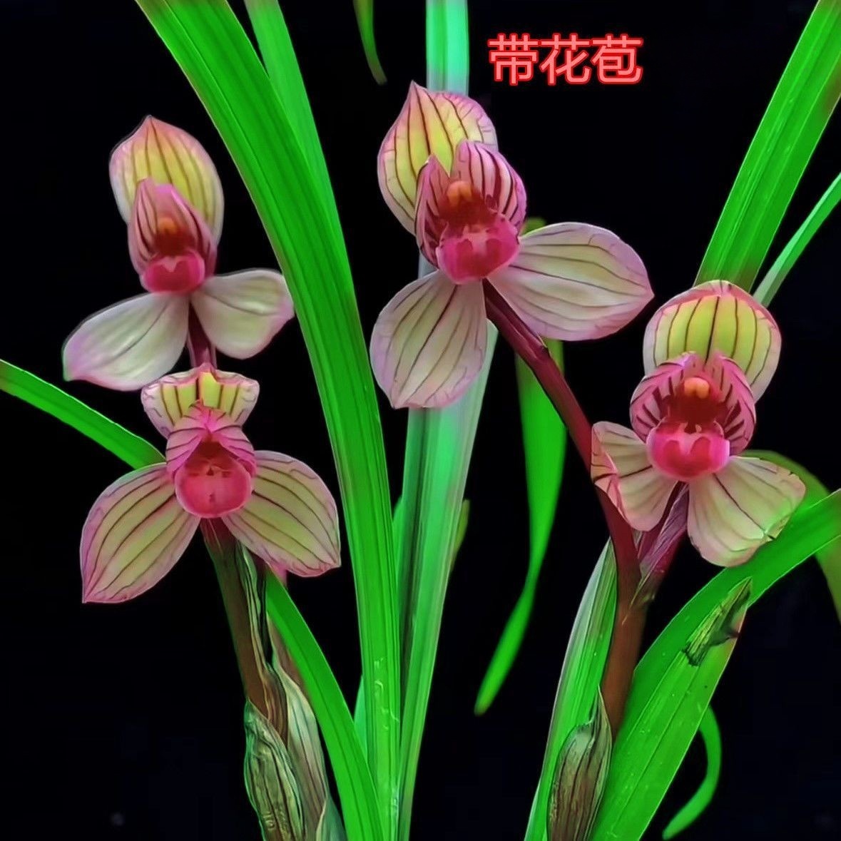 福临门国兰精品兰花苗