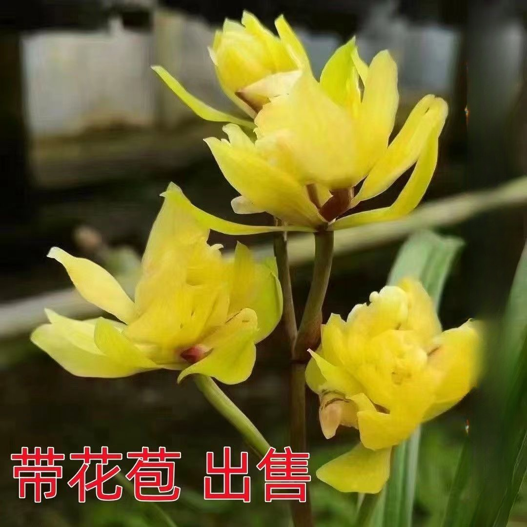 带花苞名贵兰花开花浓香型兰花苗【金凤凰】室内外花卉大全