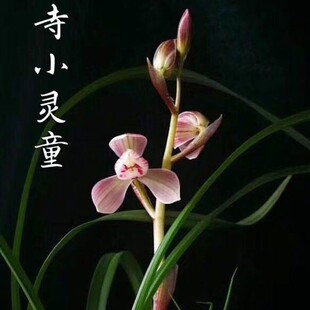 带花苞【寺小灵童】兰花苗选带花苞阳台室内外花卉绿植盆栽好养活
