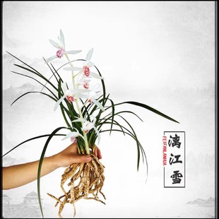蕙兰带花苞【九华素心兰漓江雪】开花浓香型新品兰花苗当年开花