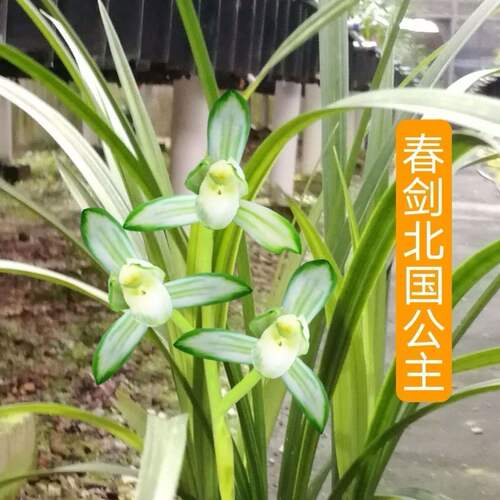 北国公主春剑兰花苗新品色花老品种兰花盆栽室内外花卉