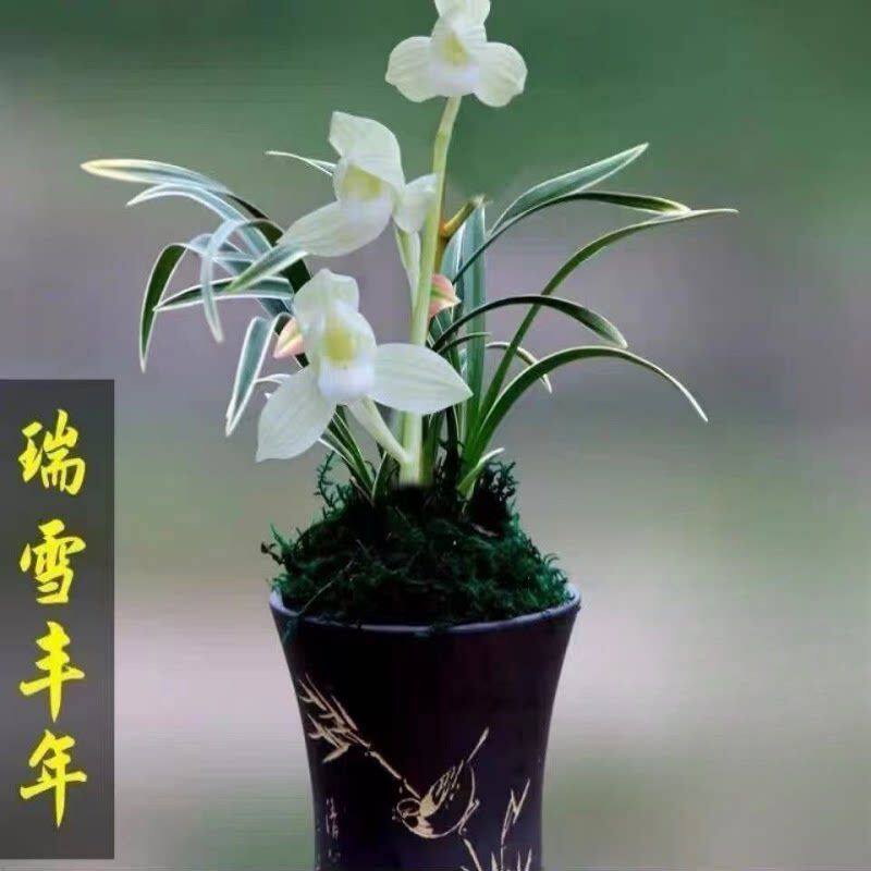 当年开花 金边矮种线艺浓香型兰花苗【瑞雪丰年】名贵室内外花卉