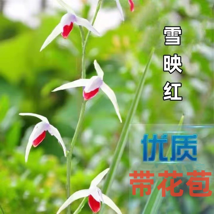 带花苞兰花苗名贵细叶浓香型