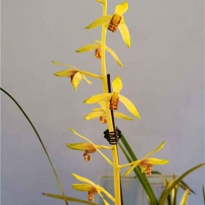 浓香型兰花大全蕙兰【皇太极】室内外花卉阳台绿植好养当年开花