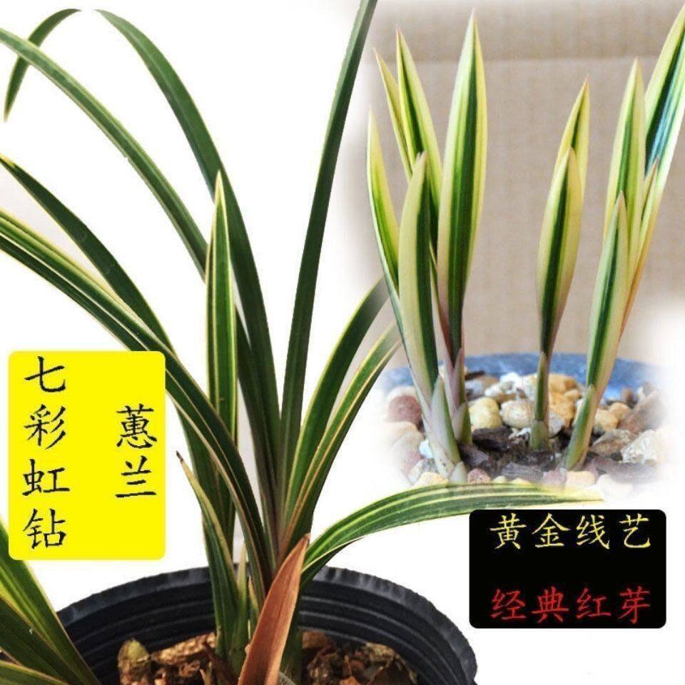 兰花苗蕙兰七彩红钻虹钻黄金线艺兰花精品叶艺兰室内室外盆栽花卉