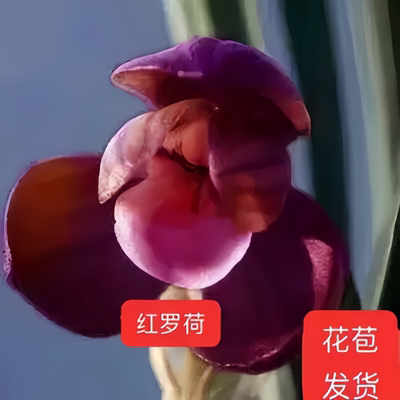 花苞精品兰花春兰名贵种苗内外带