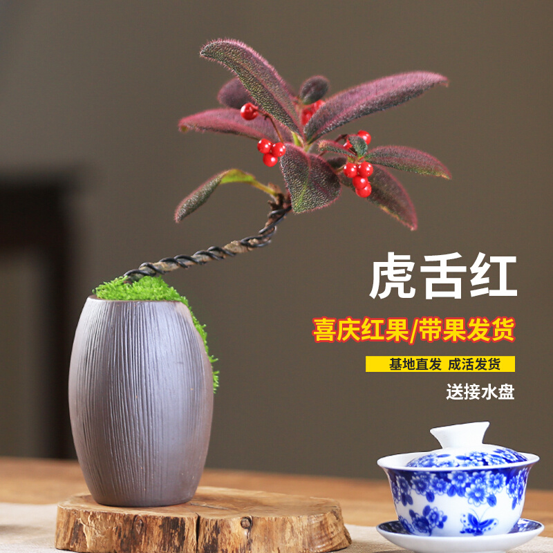 虎舌红盆栽桌面造型盆景室x内客厅观果绿植带果耐寒植物好养