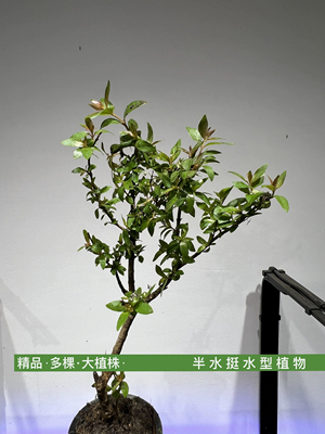 水杨梅  盆景室内桌面绿植好养活四季常青耐寒植物阳台花卉