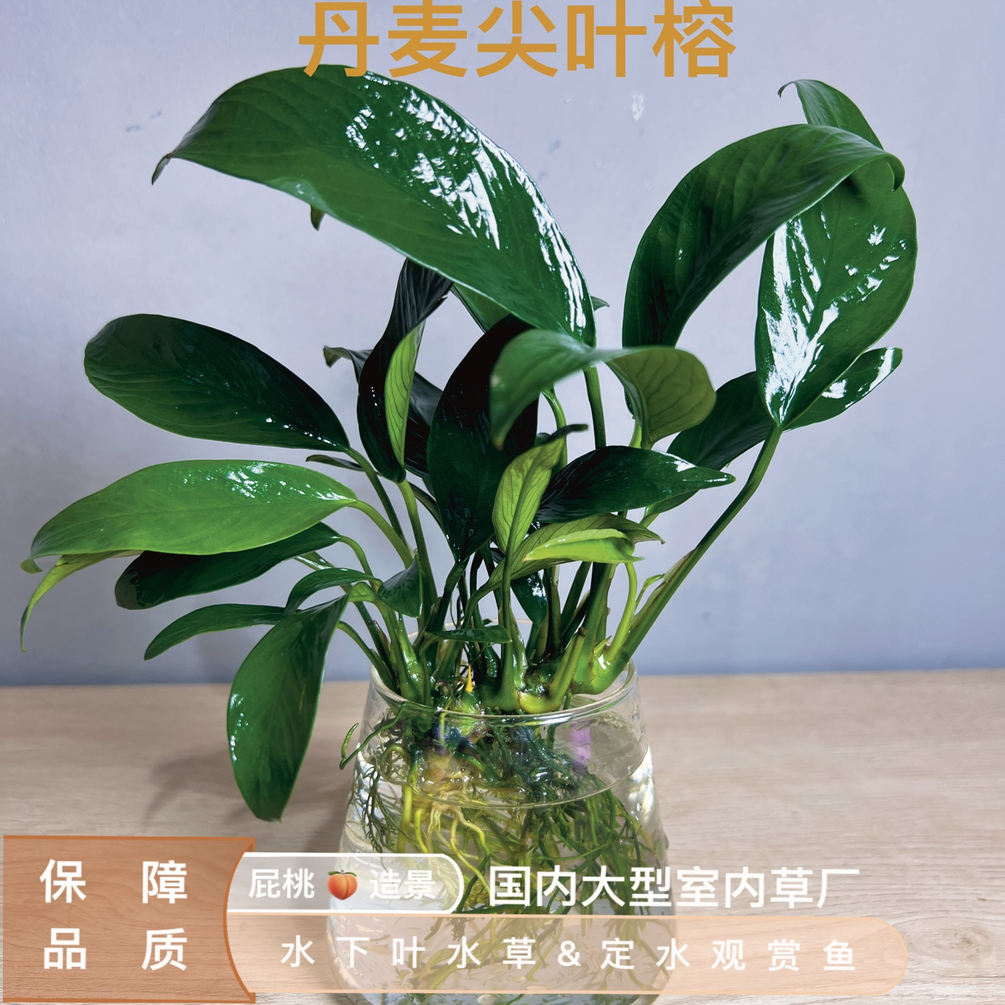 丹麦中高端稀有水榕水草造景阴性植物生态鱼缸新手陆生